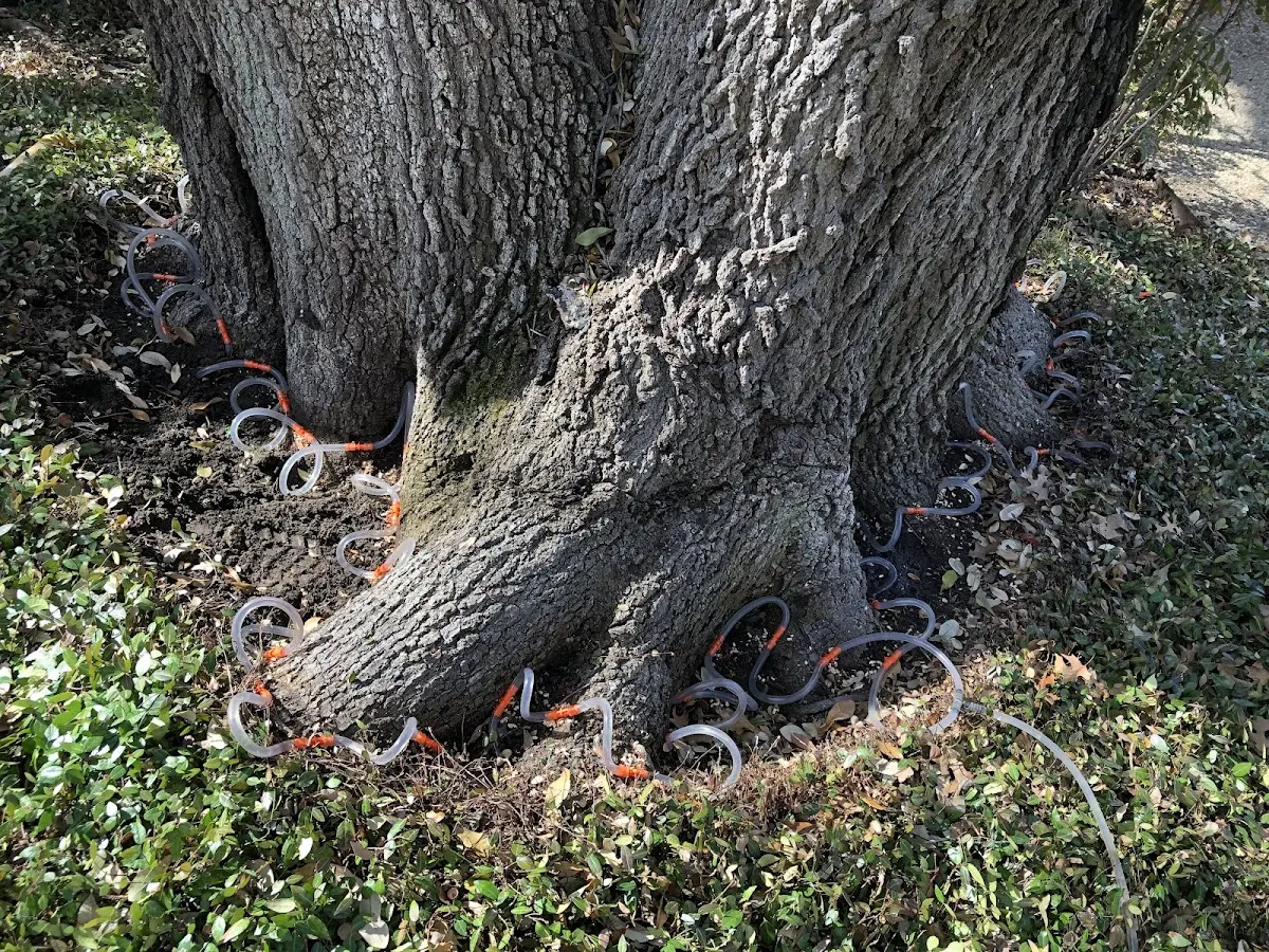 Detailed Tree Cabling and Bracing job site in Waterbury Center
