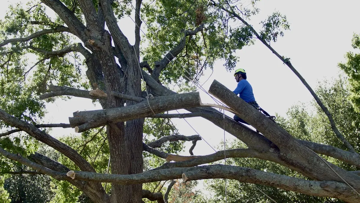 Professional Crown Thinning performed by certified arborists in Waterbury Center