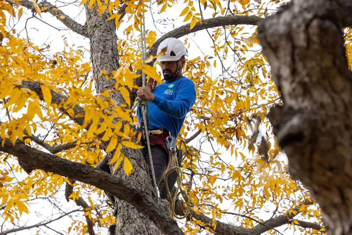 Skilled Tree Pruning crew working in Waterbury Center