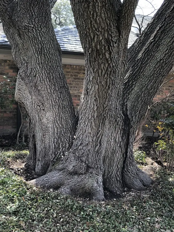 Mature heritage tree close to a Waterbury Center property cared for by certified arborists